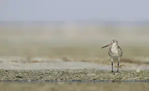 Images Dated 1st February 2013: Rosse Grutto, Bar-tailed Godwit, Limosa lapponica taymyrensis