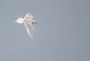 : Ross's Gull, Rhodostethia rosea