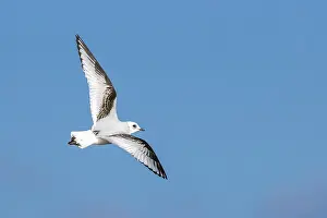 Meeuw Prints: Ross's Gull, Ross Meeuw, Rhodostethia rosea