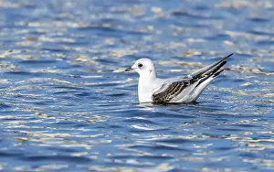 Meeuw Prints: Ross's Gull, Ross Meeuw, Rhodostethia rosea