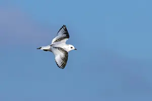 Meeuw Prints: Ross's Gull, Ross Meeuw, Rhodostethia rosea