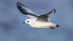 Meeuw Prints: Ross's Gull, Ross Meeuw, Rhodostethia rosea