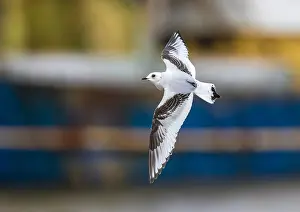 Meeuw Prints: Ross's Gull, Ross Meeuw, Rhodostethia rosea