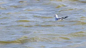 Meeuw Prints: Ross's Gull, Ross Meeuw, Rhodostethia rosea