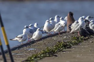 Meeuw Prints: Ross's Gull, Ross Meeuw, Rhodostethia rosea