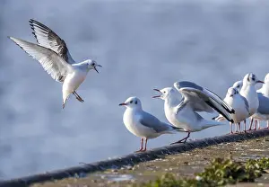Meeuw Prints: Ross's Gull, Ross Meeuw, Rhodostethia rosea