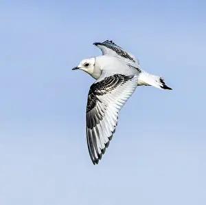 Meeuw Prints: Ross's Gull, Ross Meeuw, Rhodostethia rosea