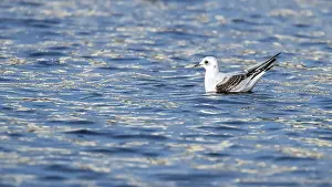 Meeuw Prints: Ross's Gull, Ross Meeuw, Rhodostethia rosea