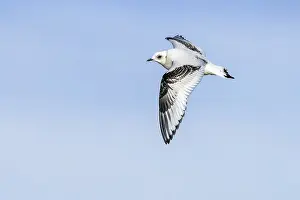 Meeuw Prints: Ross's Gull, Ross Meeuw, Rhodostethia rosea