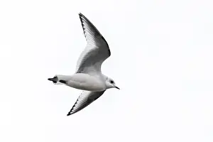 Meeuw Prints: Ross's Gull, Ross Meeuw, Rhodostethia rosea