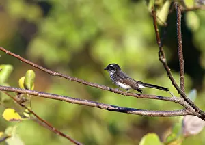 Images Dated 12th September 2015: Roti Fantail (Rhipidura rufiventris tenkatei) on Roti island