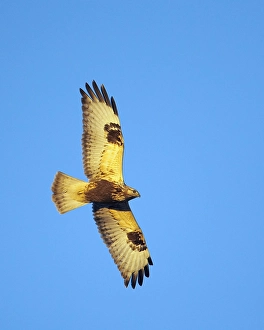 Images Dated 21st December 2004: Rough-legged Buzzard, Ruigpootbuizerd, Buteo lagopus