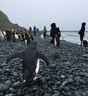Inhabited Prints: Royal Penguin, Eudyptes schlegeli