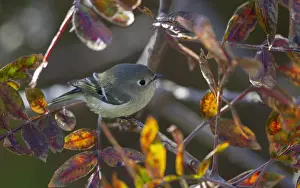 Kinglet Prints: Ruby-crowned Kinglet, Regulus calendula