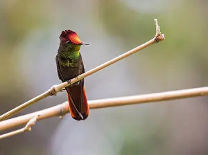Images Dated 23rd June 2015: Ruby Topaz, Chrysolampis mosquitus