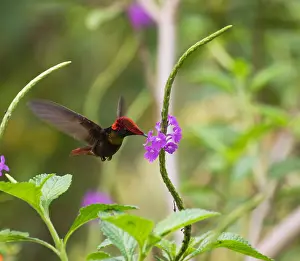 Images Dated 23rd June 2015: Ruby Topaz, Chrysolampis mosquitus
