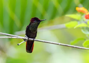 Images Dated 23rd June 2015: Ruby Topaz, Chrysolampis mosquitus