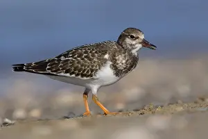 Images Dated 12th September 2015: Ruddy Turnstone