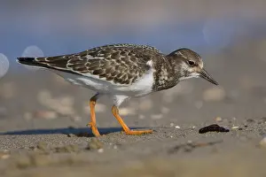 Images Dated 12th September 2015: Ruddy Turnstone