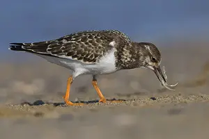 Images Dated 12th September 2015: Ruddy Turnstone