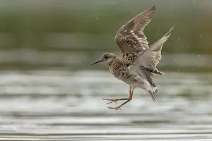 Shorebirds Prints: Ruff in flight