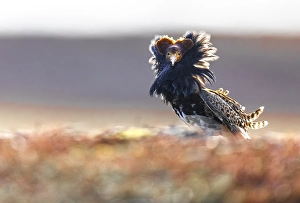 Images Dated 21st May 2023: Ruff, Philomachus pugnax
