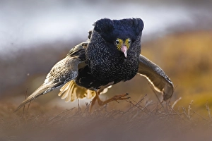 Images Dated 20th May 2023: Ruff, Philomachus pugnax