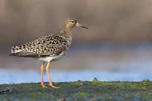 Shorebirds Prints: Ruff, Philomachus pugnax