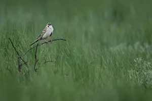 Images Dated 25th May 2023: Rufous-backed Bunting or Jankowski's Bunting, Emberiza jankowskii