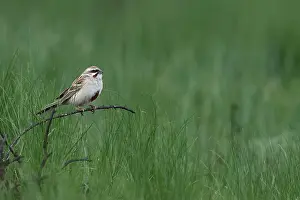 Images Dated 25th May 2023: Rufous-backed Bunting or Jankowski's Bunting, Emberiza jankowskii