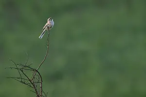 Images Dated 24th May 2023: Rufous-backed Bunting or Jankowski's Bunting, Emberiza jankowskii