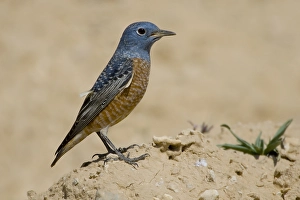 Rotslijster Prints: Rufous-tailed Rock Thrush, Rode Rotslijster, Monticola saxatilis