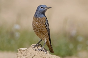 Rotslijster Prints: Rufous-tailed Rock Thrush, Rode Rotslijster, Monticola saxatilis