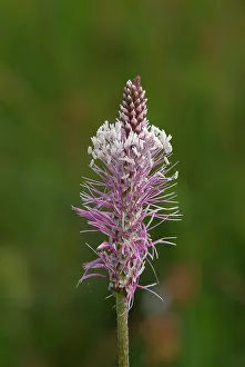Zuijderduijn Prints: Ruige Weegbree, Hoary Plantain, Plantago media
