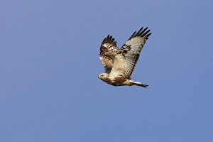 Fligth Prints: Ruigpootbuizerd, Rough-legged Buzzard, Buteo lagopus