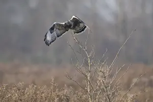 Wegvliegend Prints: Ruigpootbuizerd, Rough-legged Buzzard, Buteao lagopus