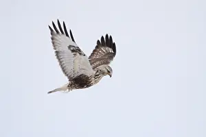 Juveniele Prints: Ruigpootbuizerd, Rough-legged Buzzard, Buteo lagopus