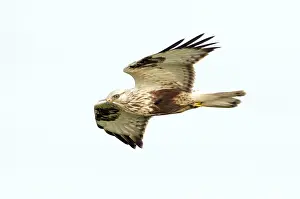 Doortrekker Prints: Ruigpootbuizerd, Rough-legged Buzzard, Buteo lagopus