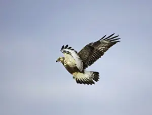 Images Dated 23rd February 2006: Ruigpootbuizerd; Rough-legged Buzzard; Buteo lagopus