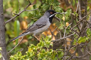 Rueppelli Prints: Rüppells Grasmus, Rüppells Warbler, Sylvia rueppelli