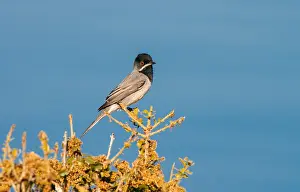 Ruppell Prints: Ruppells Grasmus, Ruppell's Warbler, Sylvia ruppeli