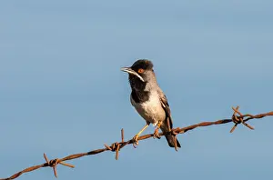 Made Prints: Ruppells Grasmus, Ruppell's Warbler, Sylvia ruppeli