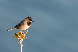 Ruppell Prints: Ruppells Grasmus, Ruppell's Warbler, Sylvia ruppeli