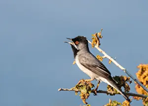 Ruppell Prints: Ruppells Grasmus, Ruppell's Warbler, Sylvia ruppeli