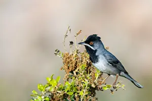 Ruppell Prints: Ruppells Grasmus, Ruppell's Warbler, Sylvia ruppeli