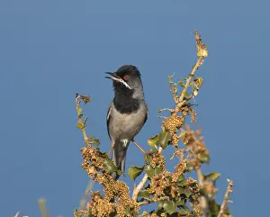 Rueppelli Prints: Rüppells Warbler, Rüppells Grasmus, Sylvia rueppelli