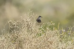 : Ruppell's Warbler, Sylvia ruppeli