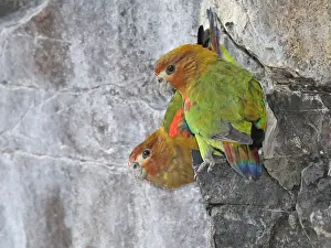 Faced Prints: Rusty-faced Parrot (Hapalopsittaca amazonina)