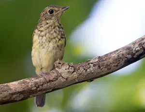 : Ryukyu Flycatcher, Ficedula owstoni