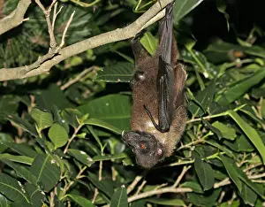 Nocturnal Prints: Ryukyu Flying Fox, Pteropus dasymallus
